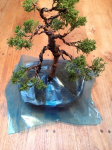 protection bonsai pour l'hiver