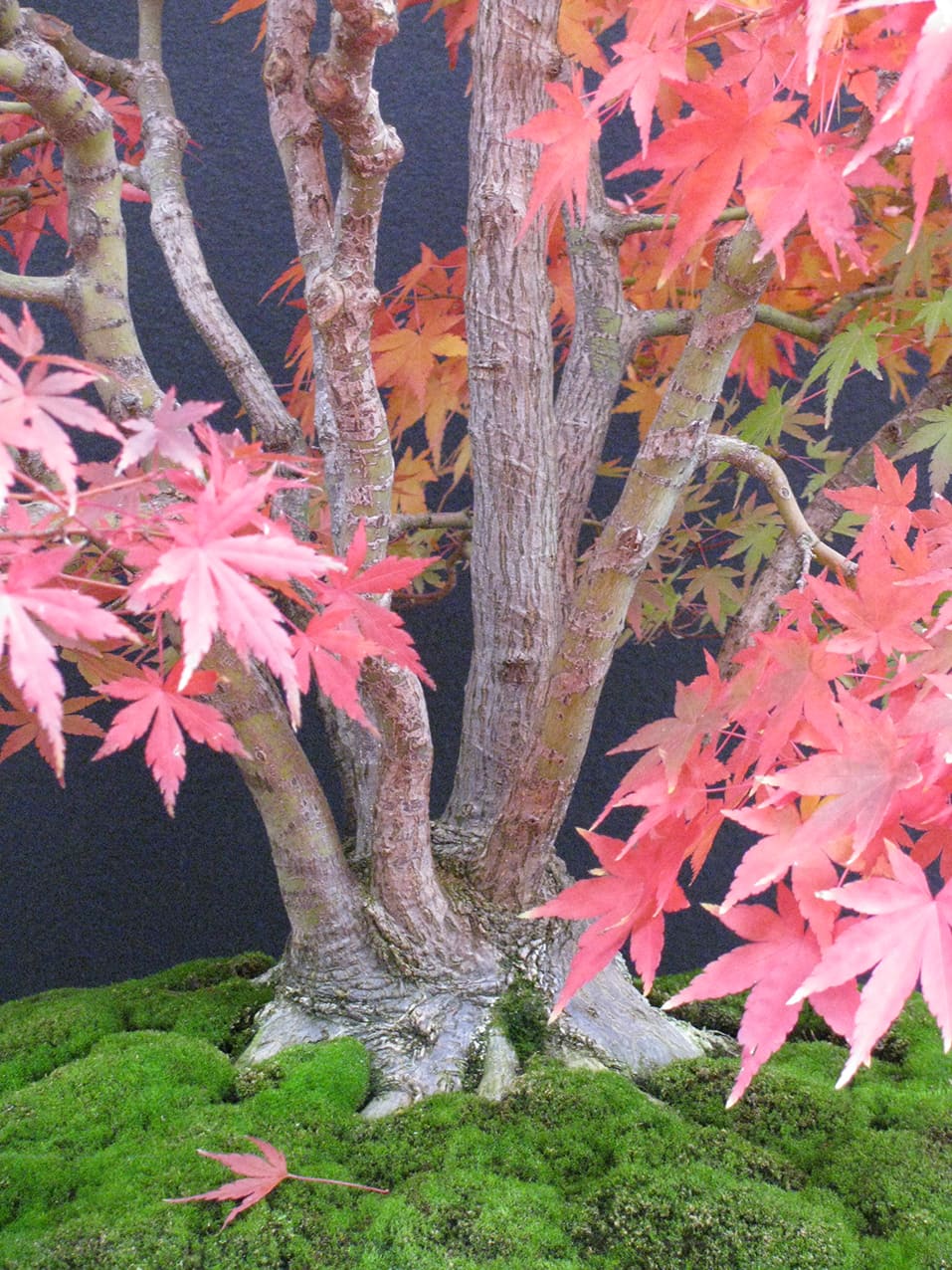 Acer Palamatum