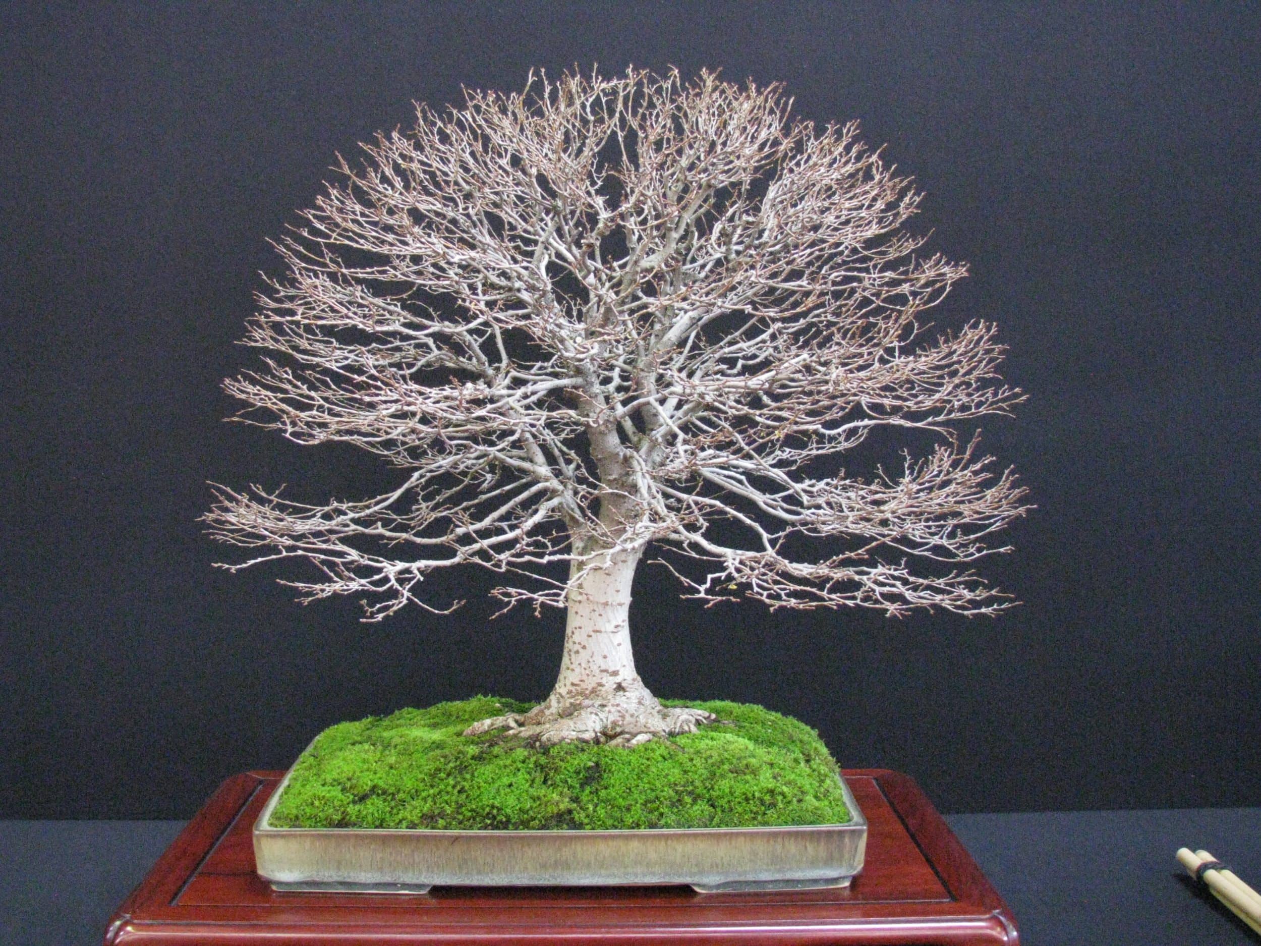 Zelkova de Alain De Wachter ou la preuve que le classique Zelkova formé en « style balais » peut retenir l’attention